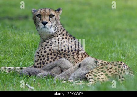 Cheetah (Acinonyx jubatus) femmina con cuccioli Foto Stock