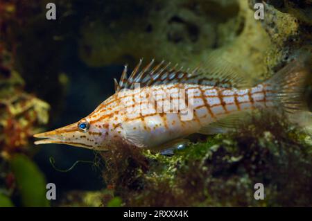 Pesce falco dal naso lungo, pesce falco lungo (Oxycirrhites typus) Foto Stock