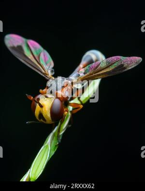 Macro Photography WASP Foto Stock