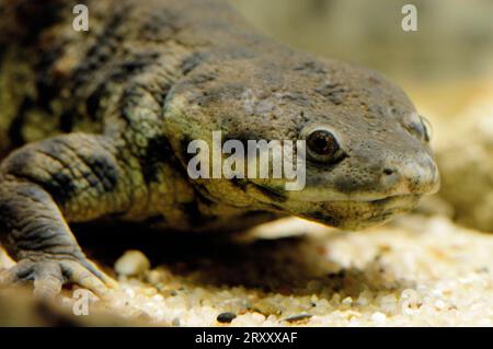 Lo spagnolo Ribbed Newt (Pleurodeles waltl) Foto Stock