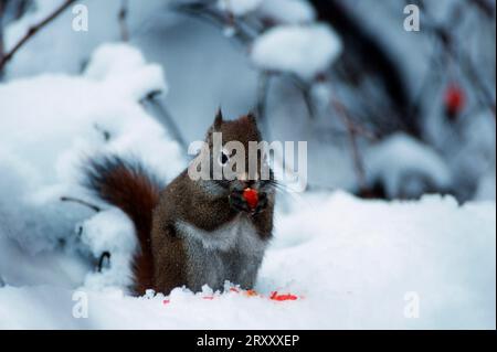 Scoiattolo rosso americano (Tamiasciurus hudsonicus), Chilkat River, Alaska, scoiattolo Hudson, USA Foto Stock