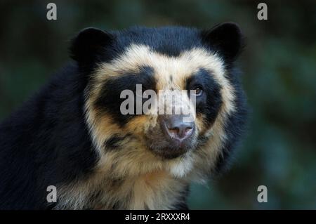 Orso spettacolare (Tremarctos ornatus), Orso andino Foto Stock