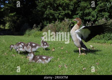 Oca egiziana (Alopochen aegyptiacus) con imbragature Foto Stock