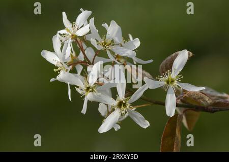 Allegheny Elsbeere (Amelanchier laevis) Foto Stock