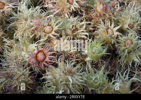 Nocciolo turco (Corylus colurna), frutto, nocciolo turco Foto Stock