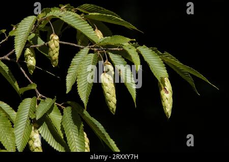 Carpino giapponese (Carpinus japonica) Foto Stock