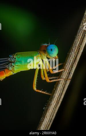 Primo piano estremo del mondo degli insetti Foto Stock