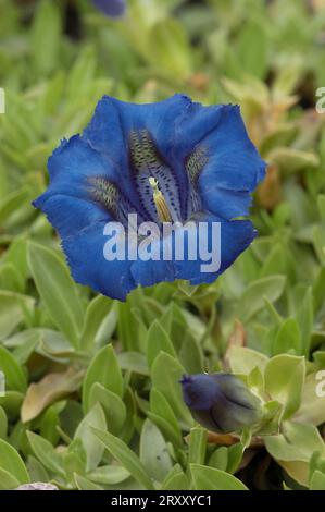 Gentiana clusii (Gentiana clusii) di Clusius, Baviera, Germania Foto Stock