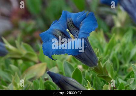 Gentiana clusii (Gentiana clusii) di Clusius, Baviera, Germania Foto Stock