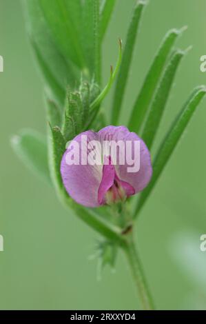 Cespuglio (Vicia sepium), Renania settentrionale-Vestfalia, Germania Foto Stock