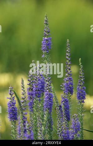 Speedwell a foglia lunga (Veronica longifolia) Foto Stock