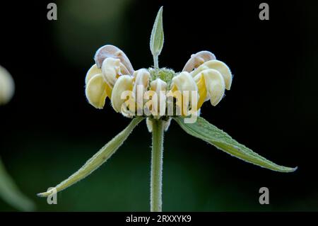Salvia di Gerusalemme (Phlomis samia) (Phlomis russeliana) Foto Stock