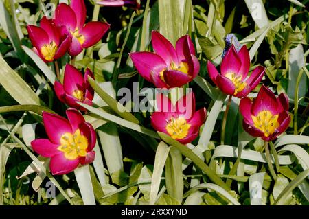 Tulipani selvatici (Tulipa humilis) 'Eastern Star Foto Stock