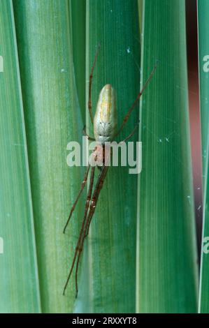 Ragno a ganasce lunghe, ragno estensibile comune (Tetragnatha extensa), Germania Foto Stock