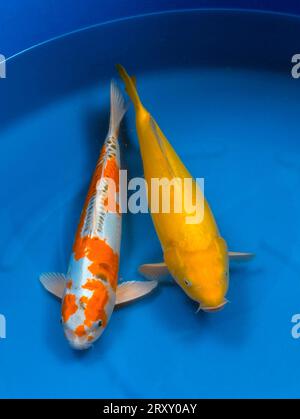 Koi, carpa koi, kujyaku koi, ogon koi, carpa comune a colori (Cyprinus carpio), interno, studio Foto Stock