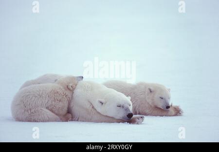 Orsi polari (Ursus maritimus), madre con due gattini che dormono nella neve, Artico Foto Stock