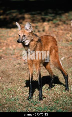 Lupo manato (Chrysocyon brachyurus), Pantanal, Brasile Foto Stock