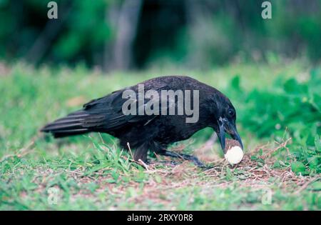Corvo americano (Corvus brachyrhynchos) che mangia uova di tartaruga, Florida, USA Foto Stock