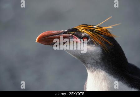 Pinguino reale (Eudyptes schlegeli), Sandy Bay, Macquarie Island, Australia Foto Stock