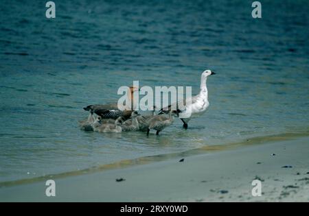 Oche magellaniche, coppia con imbragature, Isole Falkland (Chloephaga picta) Foto Stock