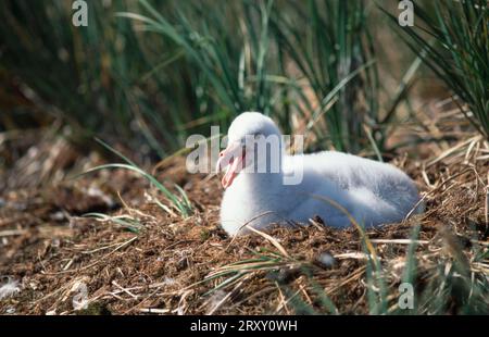Southern Giant Petrel (Macronectes giganteus), Georgia del Sud, giovane, al nido, Isola dei prioni, Georgia del Sud, petrel gigante del sud, giovane uccello al nido Foto Stock