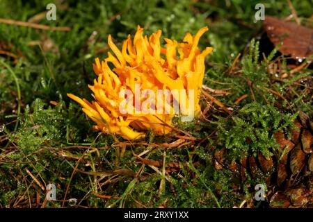 Yellow Stag's-Horn Fungus, Schleswig-Holstein, Germania (Calocera viscosa) Foto Stock