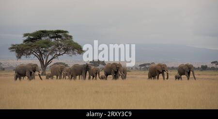 Vista parnorama del branco di elefanti che passa con un albero sul lato sinistro dello sfondo che cammina sull'erba giallastra nel parco nazionale di Amboseli, Kenya Foto Stock