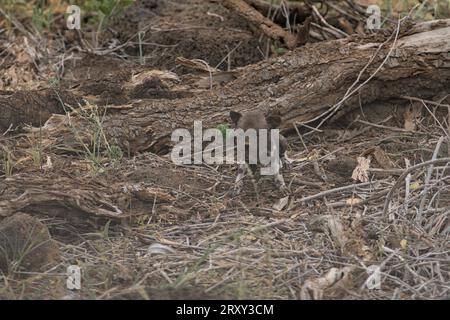 Cucciolo di cane selvatico africano appena nato lasciato da solo accanto a un albero che strisciava nel Tsavo West Nationalpark, Kenya, Africa Foto Stock