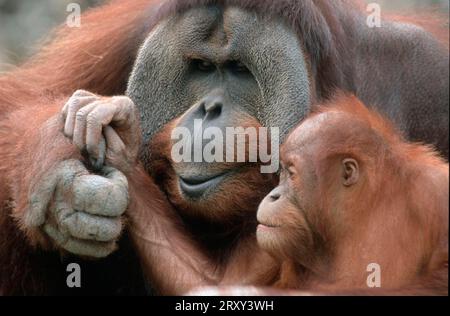 Orang utans, femmine e giovani (Pongo pygmaeus) Foto Stock