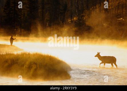 Wapiti e pescatore sul fiume Madison, parco nazionale di Yellowstone, Wyoming (Cervus elaphus canadensis), USA Foto Stock