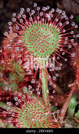 Comune Sundew, foglia rotonda Sundew (Drosera rotundifolia), europa, piante carnivore, piante, sundews (Droseraceae) Foto Stock