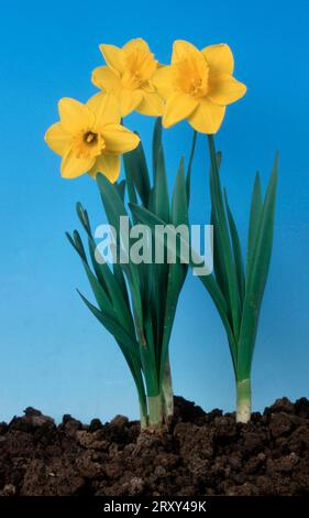 Daffodil pinza (Narcissus), daffodil pinza, fiori, piante da giardino piante bulbose, famiglia dei gigli (Liliaceae), primavera Foto Stock