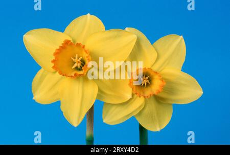 Daffodil pinza (Narcissus), daffodil pinza, fiori, piante da giardino piante bulbose, famiglia dei gigli (Liliaceae), primavera Foto Stock