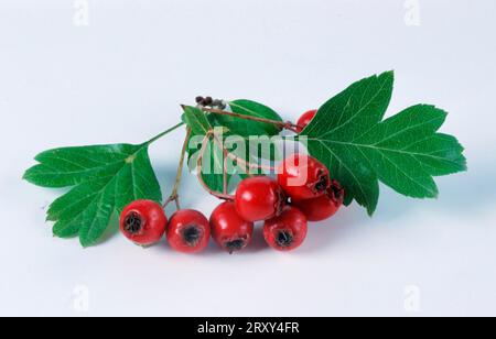 Biancospino comune (Crataegus monogyna), frutti, piante, famiglia delle rose (Rosaceae), frutta, erbe medicinali Foto Stock