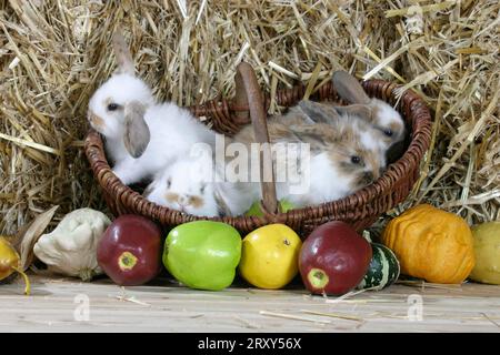 Giovani conigli nani dalle orecchie di leone, conigli nani con testa di leone, gattini, arieti con testa di leone, conigli di montone, conigli domestici, conigli Foto Stock