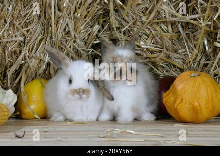 Giovani conigli nani dalle orecchie di leone, conigli nani con testa di leone, gattini, arieti con testa di leone, conigli di montone, conigli domestici, conigli Foto Stock