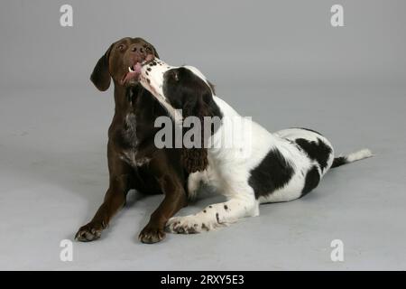 Puntatore Shorthaired tedesco e cucciolo inglese Springer Spaniel, cucciolo, puntatore Shorthaired tedesco e Springer Spaniel inglese, interno, studio Foto Stock