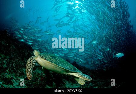 Tartaruga verde (Chelonia mydas), Sipadan, Malesia Foto Stock