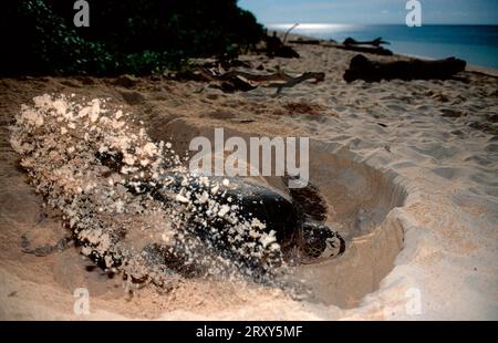 Tartaruga verde (Chelonia mydas), femmina, scavatrice, Sipadan, Malesia Foto Stock