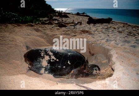 Tartaruga verde (Chelonia mydas), femmina, scavatrice, Sipadan, Malesia Foto Stock