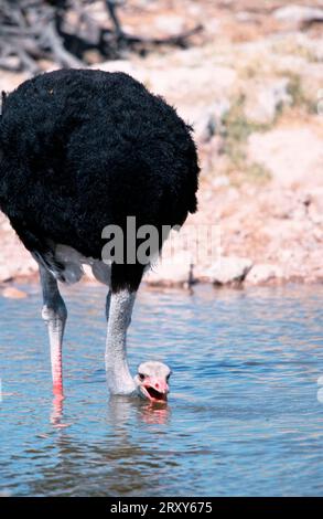 Struzzi, maschili, parco nazionale di Etosha, Namibia (Struthio camelus), Strauss, Maennlich, Etoscha Nationalpark, Namibia Foto Stock