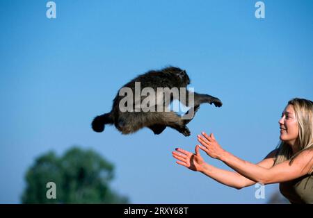 Giovane donna con giovane Anubis Baboon (Papio anubis), Namibia (Papio cynocephalus anubis), Junge Frau mit Anubis-Pavian, Jungtier, Namibia / Foto Stock