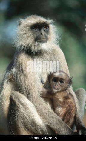Hanuman langur con giovane, India (Presbytis entellus), Hanuman langur con giovane, India Foto Stock