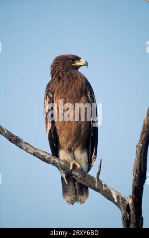 Greater Spotted Eagle (Aquila clanga), parco nazionale di Keoladeo, India, Schelladler, Keoladeo Nationalpark, Indien / Foto Stock