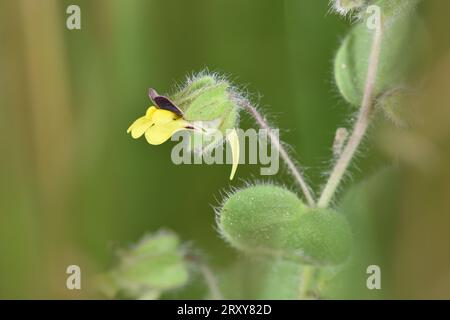 Fluellen a foglia tonda - Kickxia spuria Foto Stock