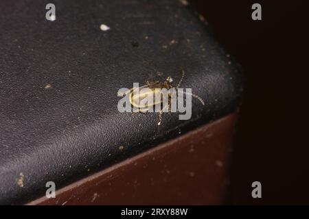 Galerucella lineola famiglia Chrysomelidae genere Galerucella scarabeo marrone natura selvaggia fotografia di insetti, foto, carta da parati Foto Stock