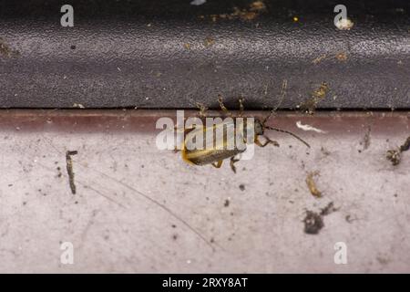 Galerucella lineola famiglia Chrysomelidae genere Galerucella scarabeo marrone natura selvaggia fotografia di insetti, foto, carta da parati Foto Stock