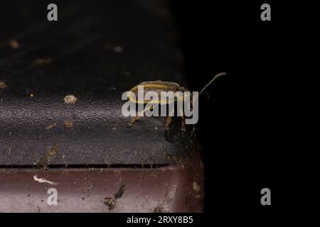 Galerucella lineola famiglia Chrysomelidae genere Galerucella scarabeo marrone natura selvaggia fotografia di insetti, foto, carta da parati Foto Stock