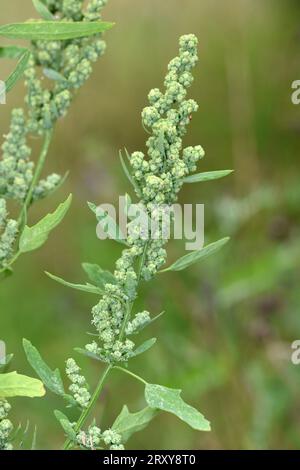 Fichi-foglie di uva - Chenopodium ficifolium Foto Stock