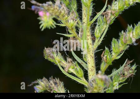 Anomala dubia famiglia Scarabaeidae genere Anomala Dune Chafer natura selvaggia fotografia di insetti, foto, carta da parati Foto Stock